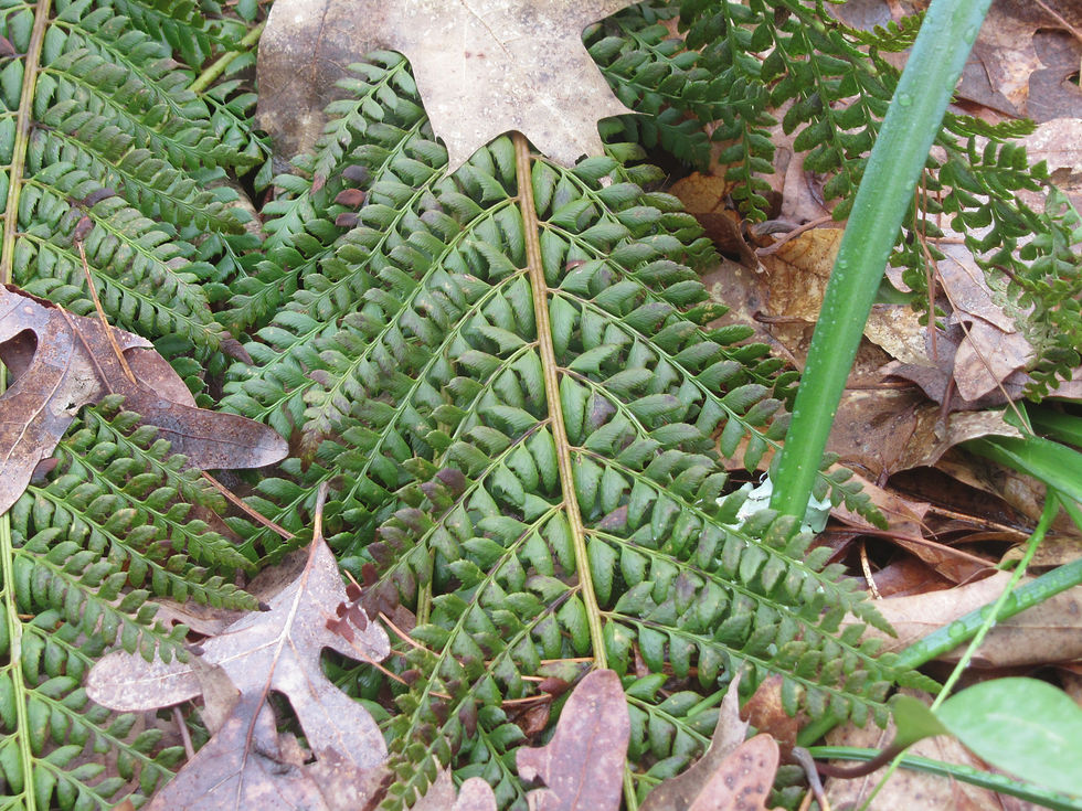 Dryopteris filix-mas