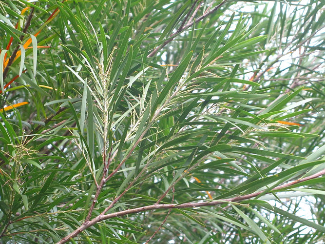 IMG_2203 (Populus tremuloides).jpg