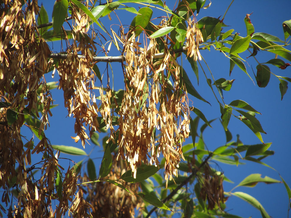 Fraxinus uhdei