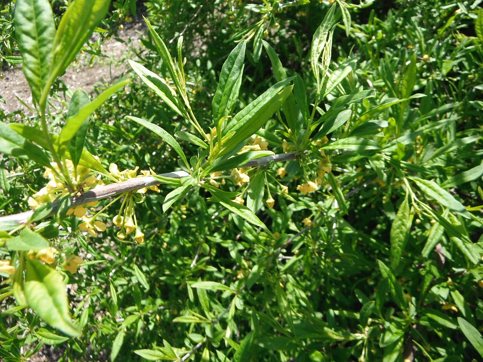 Prinsepia sinensis