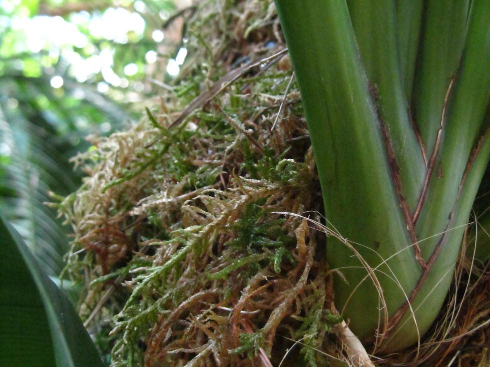 Cymbidium finlaysonianum