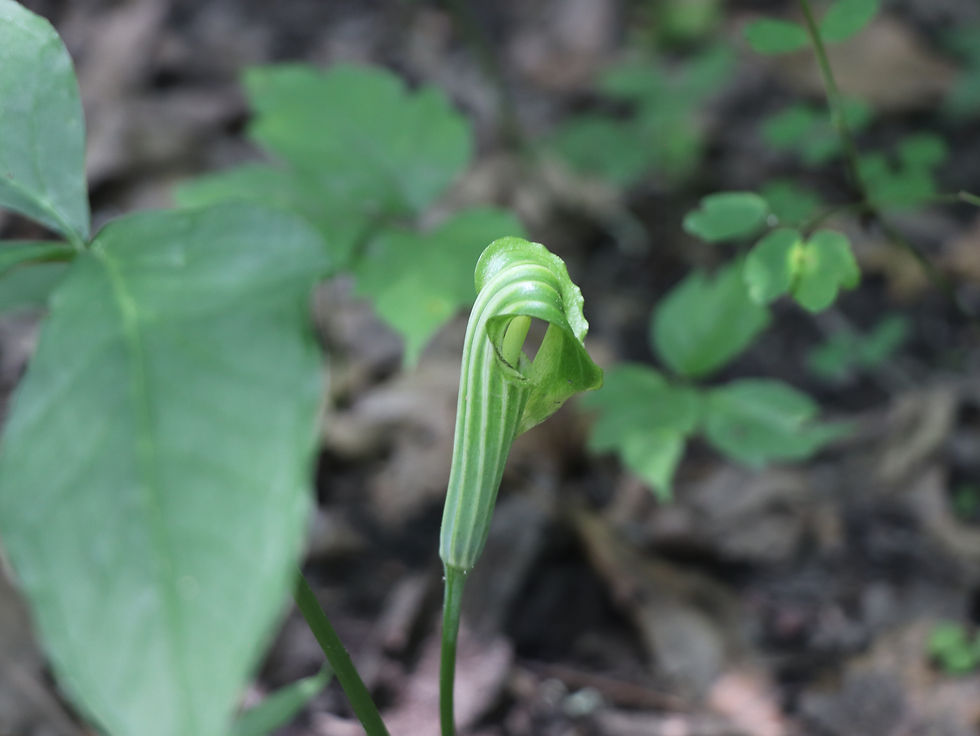 Arisaema stewardsonii