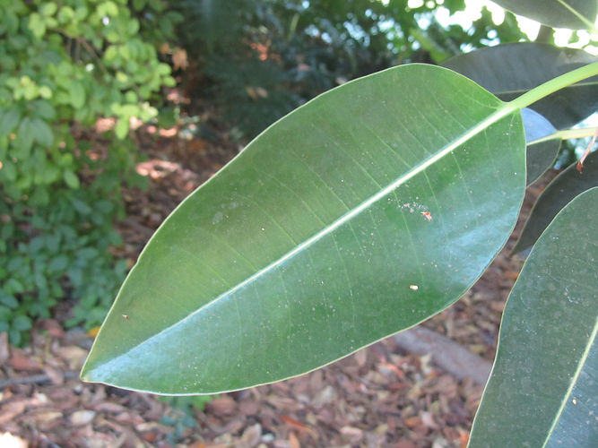 IMG_2203 (Populus tremuloides).jpg