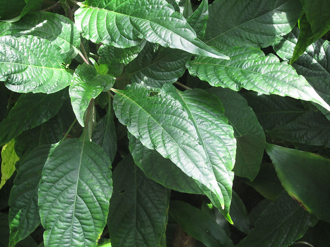 IMG_2203 (Populus tremuloides).jpg