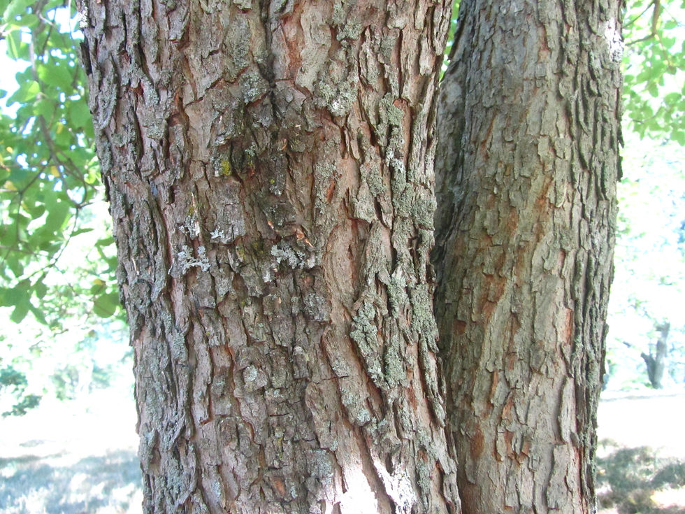 Cotinus obovatus