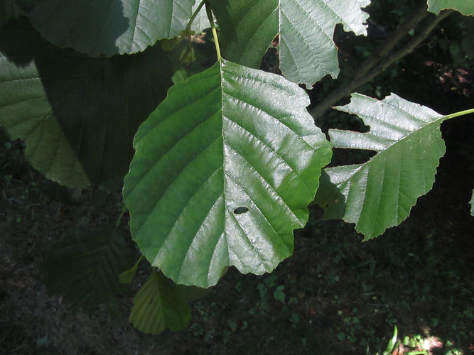 IMG_2203 (Populus tremuloides).jpg