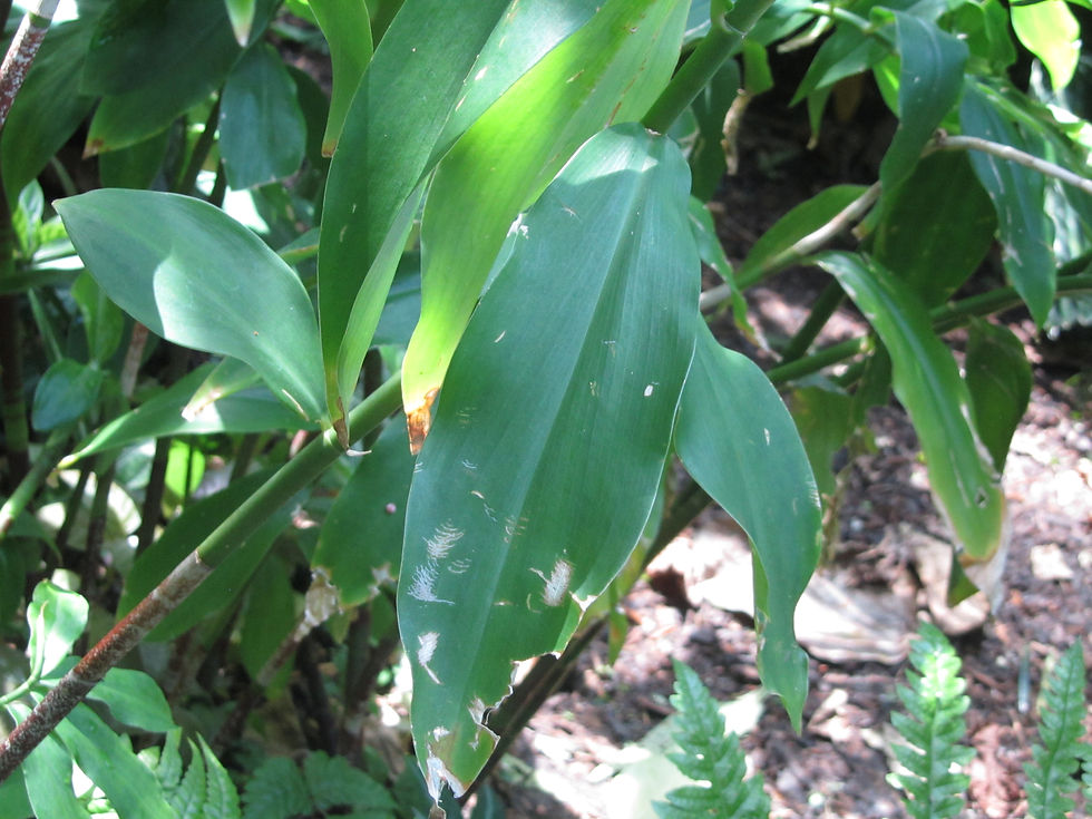Costus pictus