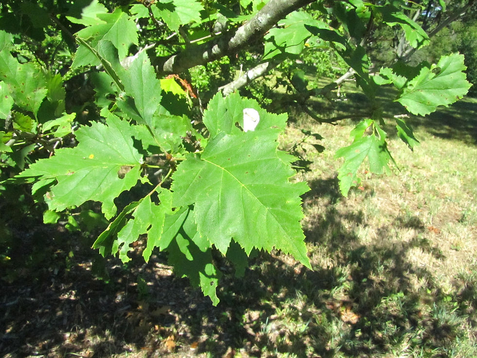 Crataegus lucorum
