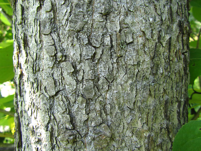 IMG_2203 (Populus tremuloides).jpg
