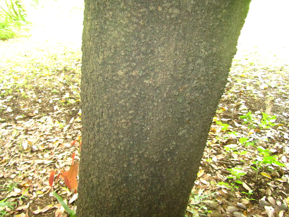 Neolitsea sericea