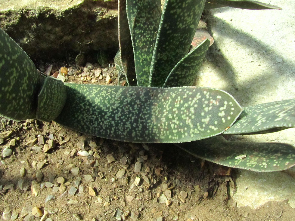 Gasteria pillansii var. pillansii