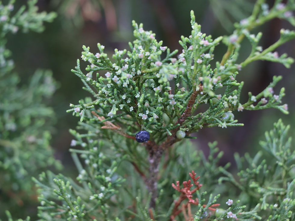 Juniperus sabina 'Fastigiata'