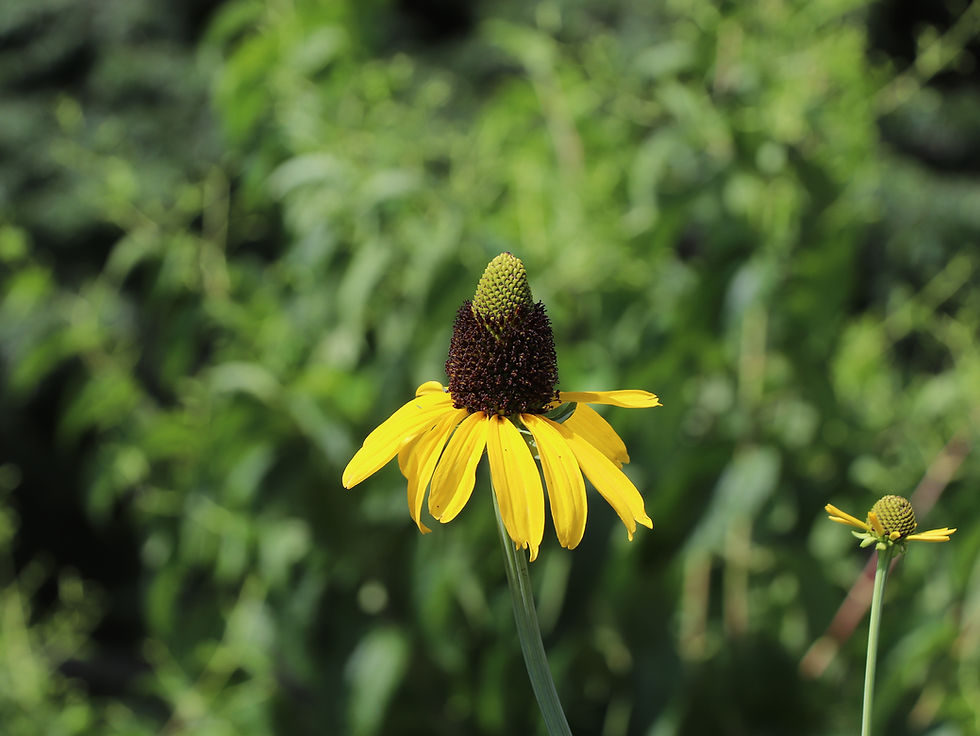 Rudbeckia maxima