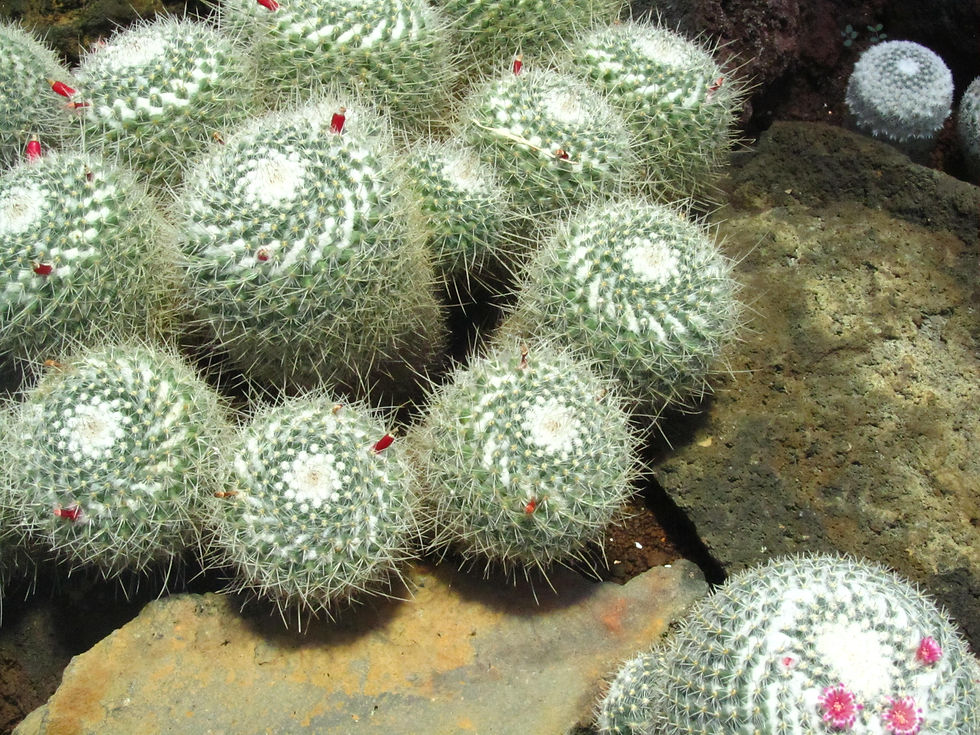Mammillaria geminispina var. nivea