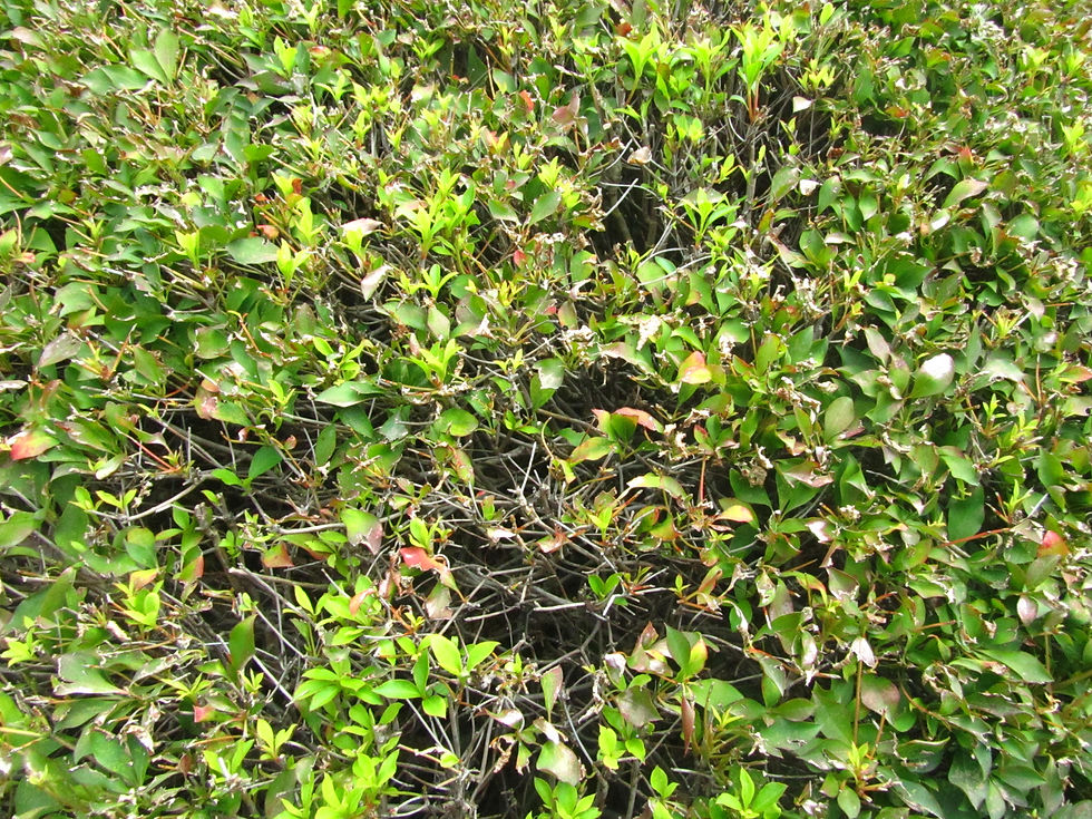 Enkianthus perulatus