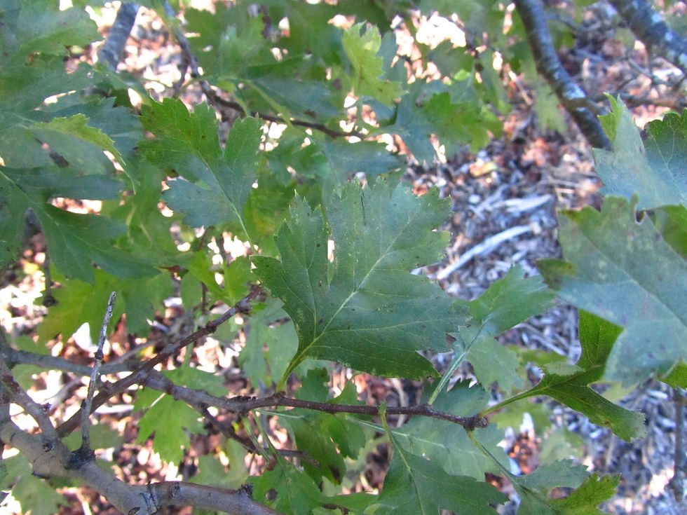 Crataegus songarica