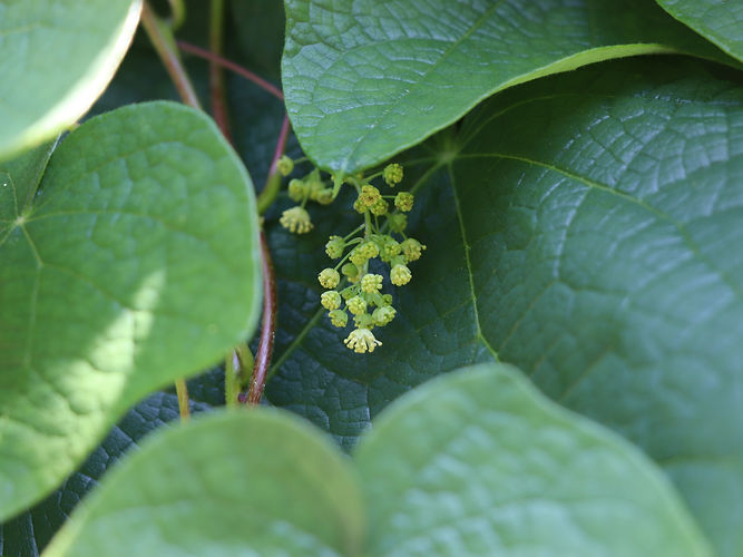 IMG_2203 (Populus tremuloides).jpg