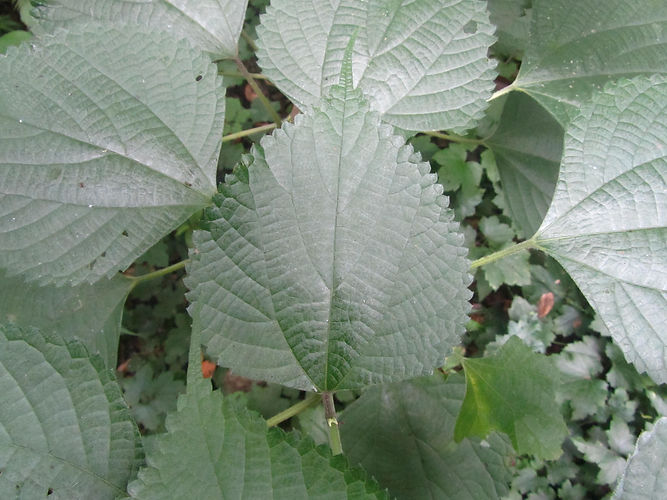 IMG_2203 (Populus tremuloides).jpg