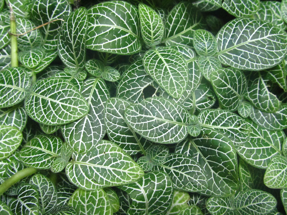 Fittonia albivenis