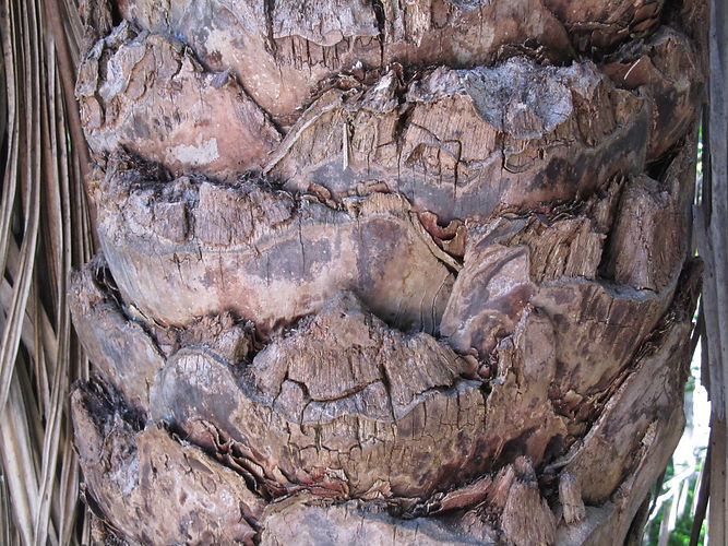 IMG_2203 (Populus tremuloides).jpg