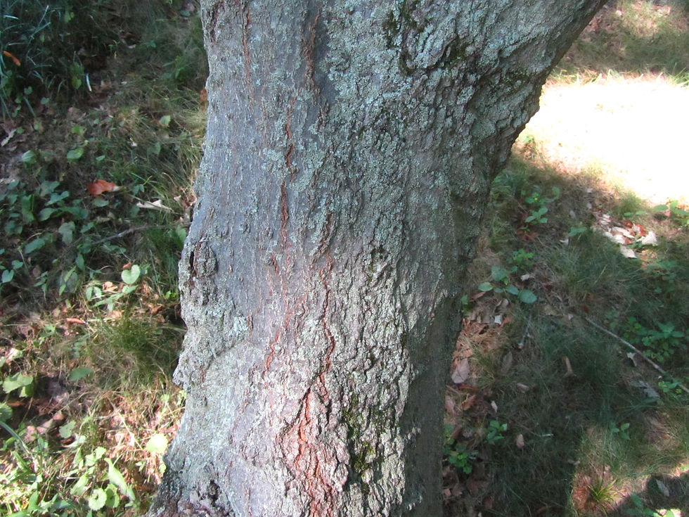 Celtis bungeana