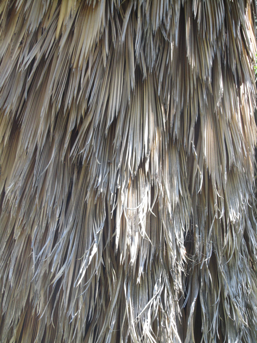 Trithrinax campestris