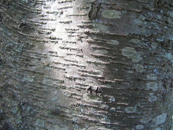 IMG_2203 (Populus tremuloides).jpg