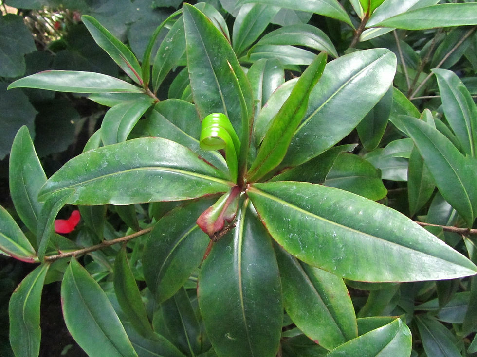 Foetidia mauritiana