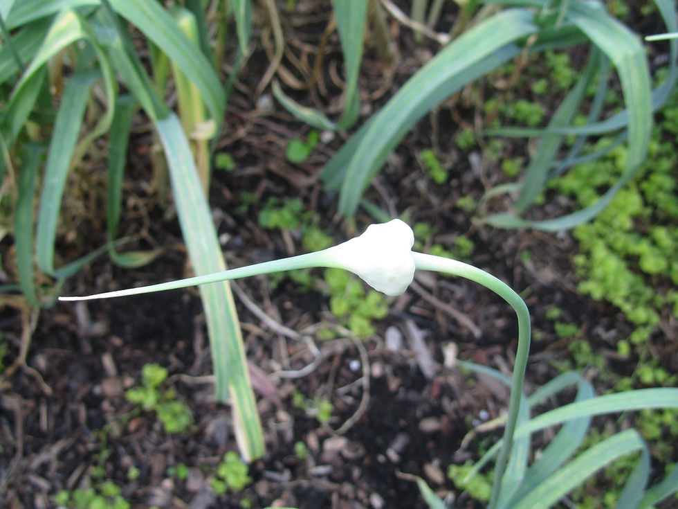Allium sativum