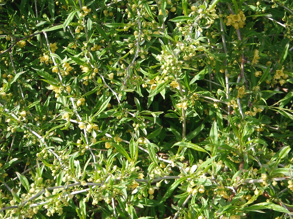 Prinsepia sinensis