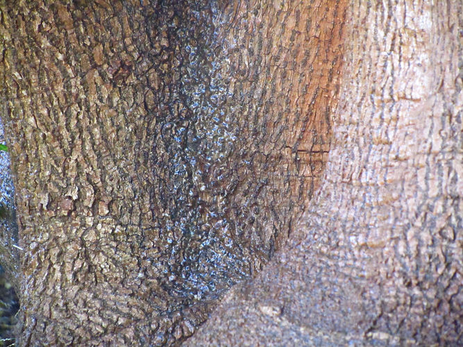 IMG_2203 (Populus tremuloides).jpg