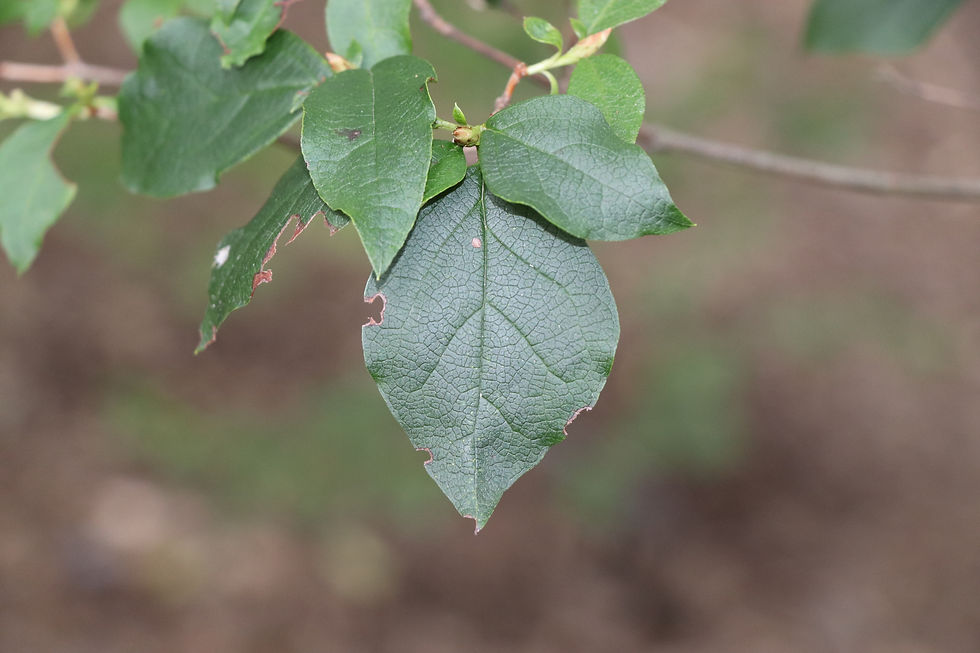 Rhododendron wadanum