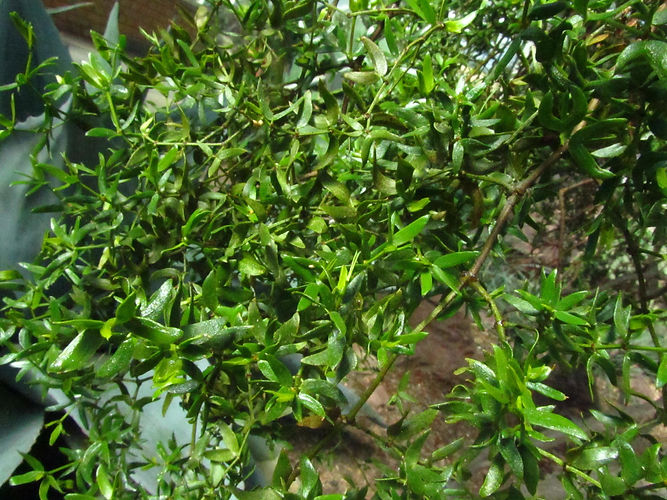 IMG_2203 (Populus tremuloides).jpg