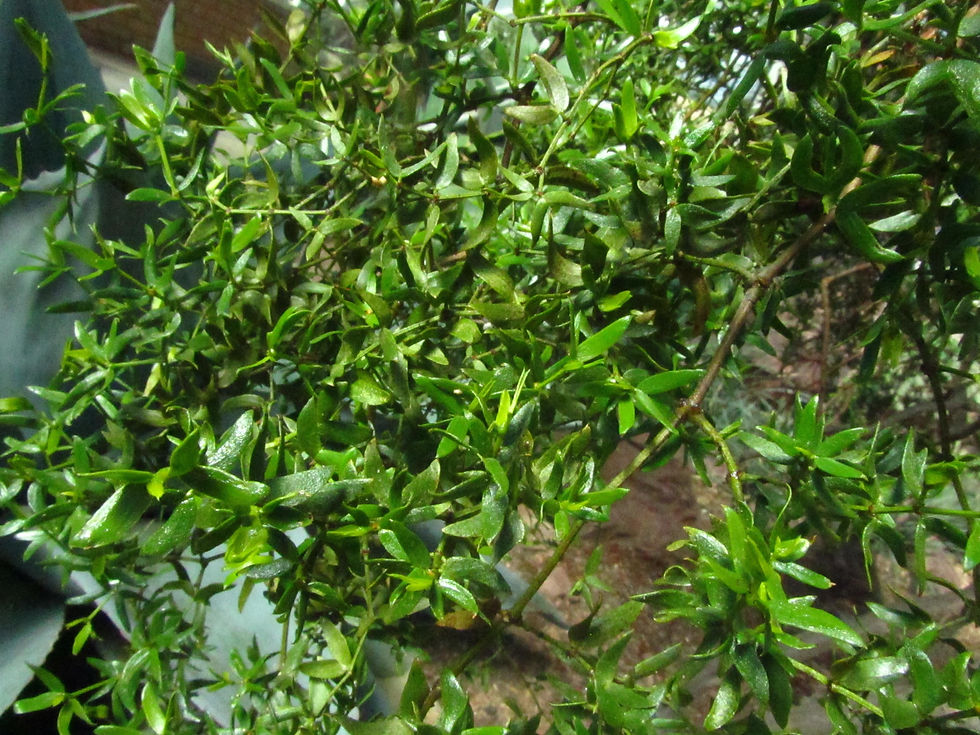Larrea tridentata
