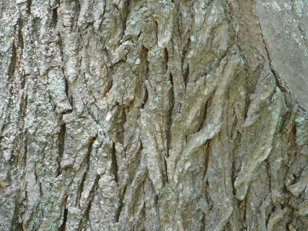 Styphnolobium japonicum