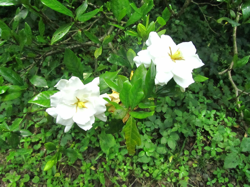 Gardenia jasminoides