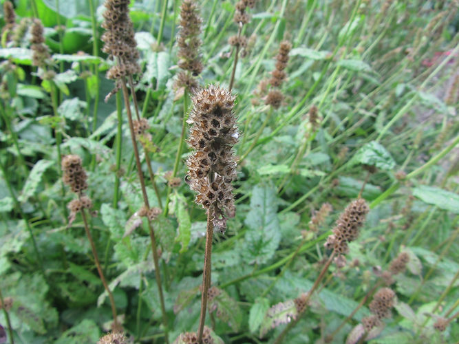 IMG_2203 (Populus tremuloides).jpg