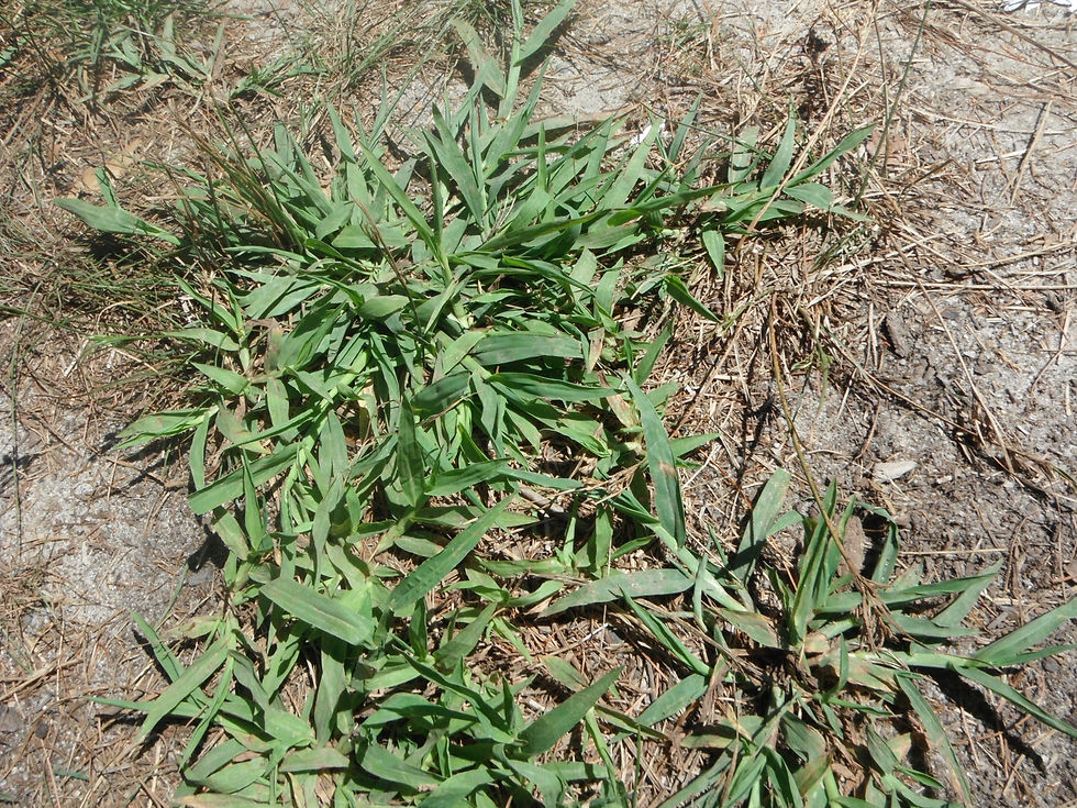 Digitaria ischaemum