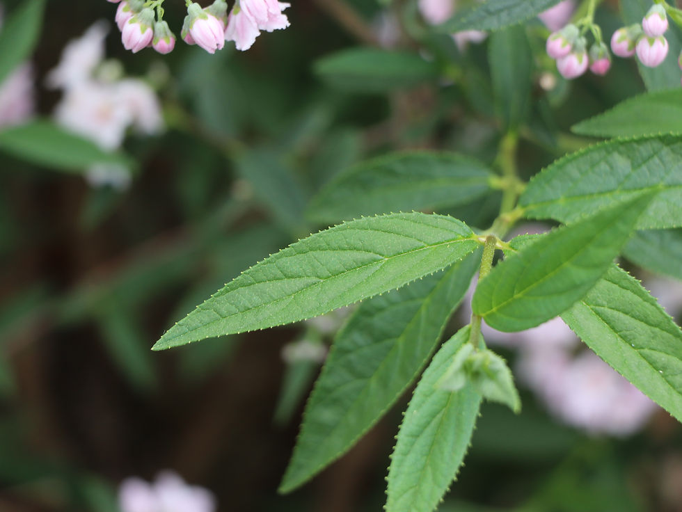 Deutzia longifolia