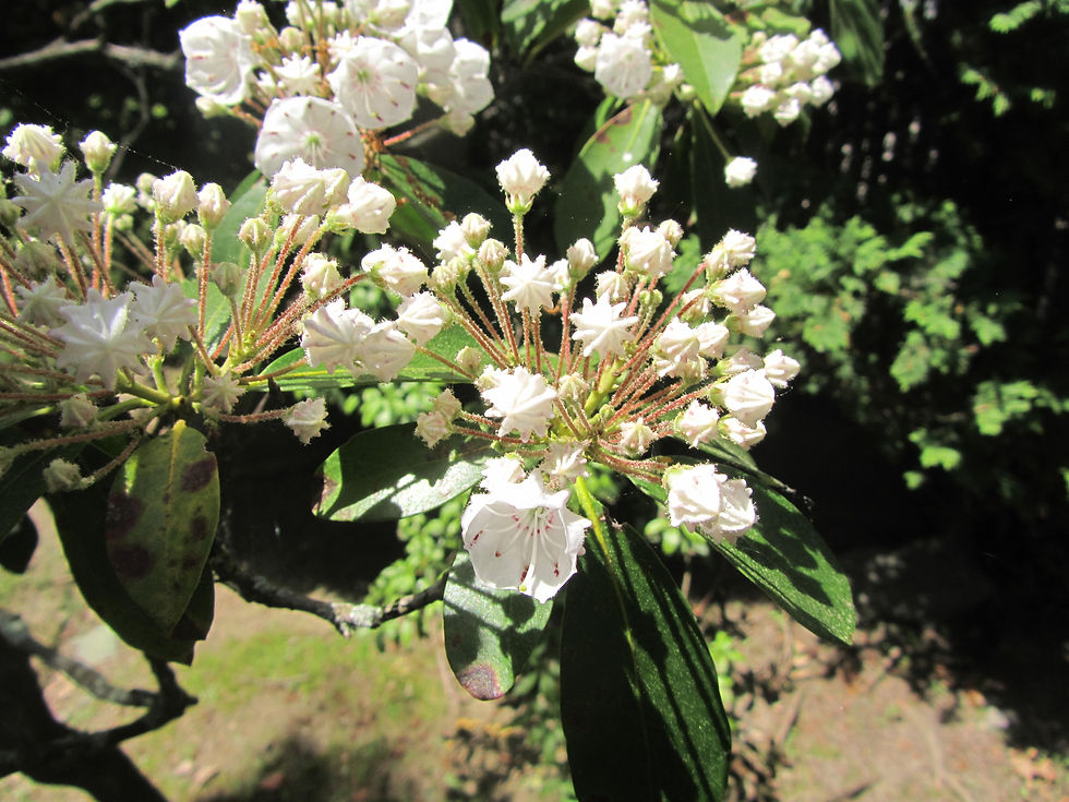Kalmia latifolia