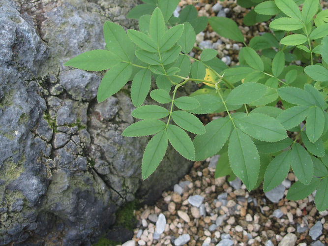 IMG_2203 (Populus tremuloides).jpg