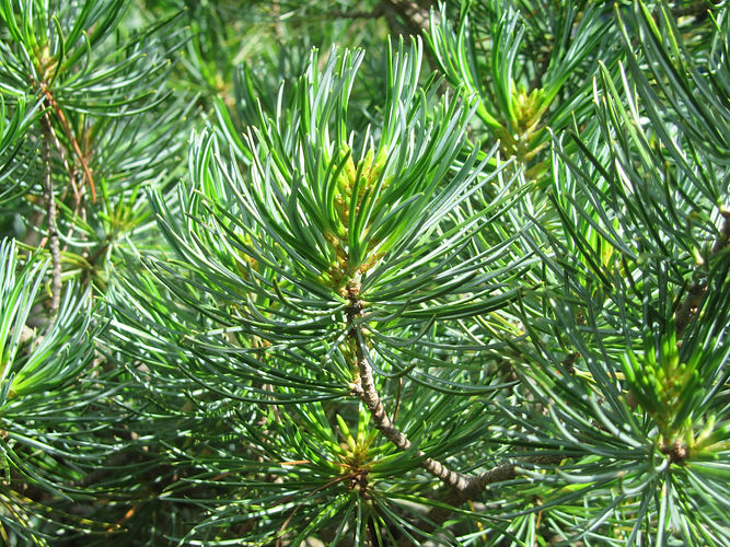IMG_2203 (Populus tremuloides).jpg