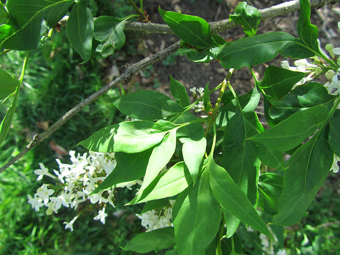 IMG_2203 (Populus tremuloides).jpg