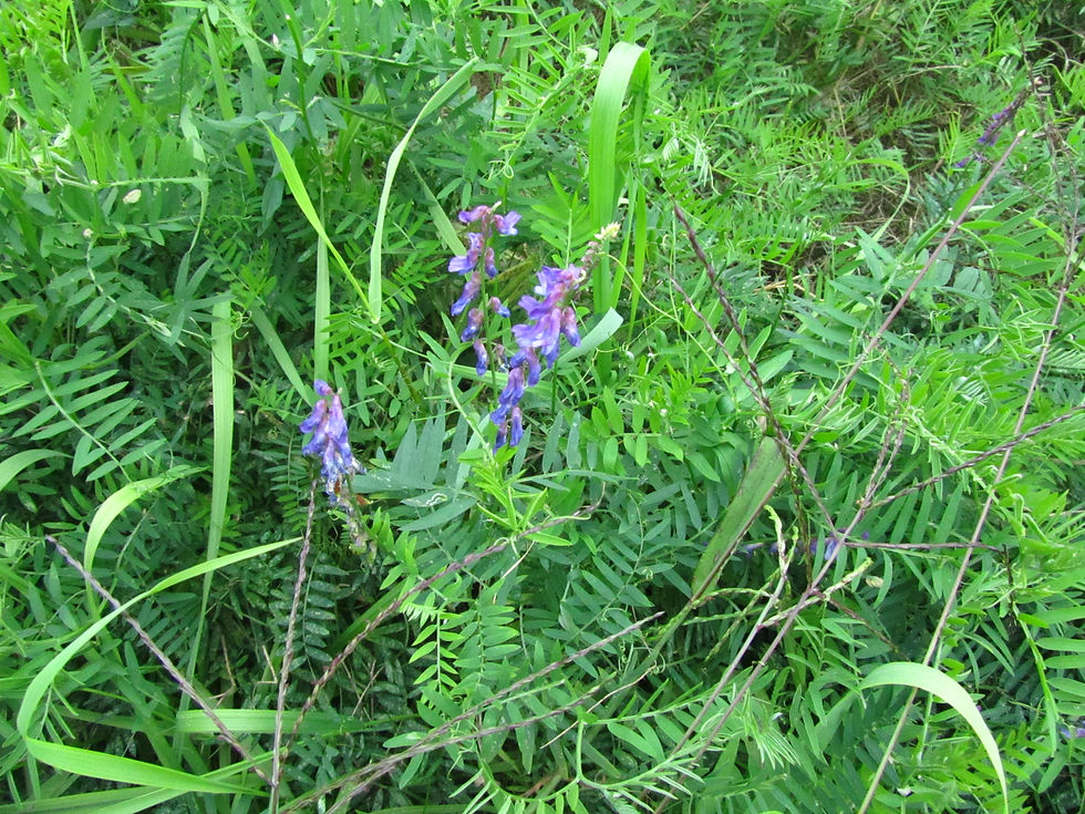 Vicia cracca