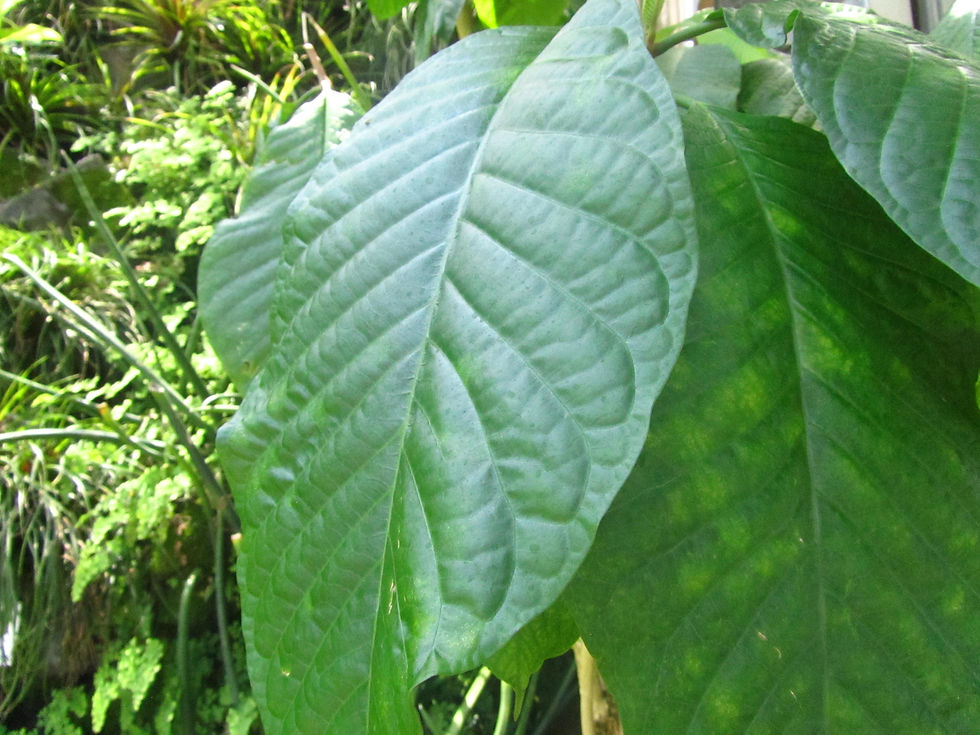 Beaumontia grandiflora