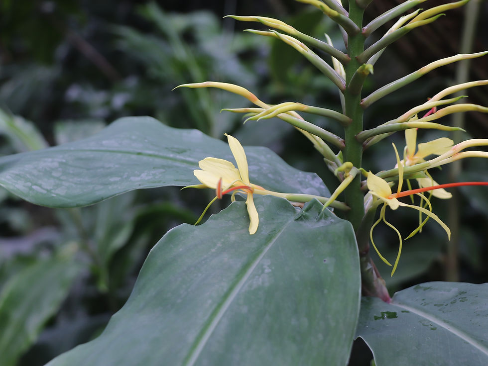 Hedychium gardnerianum