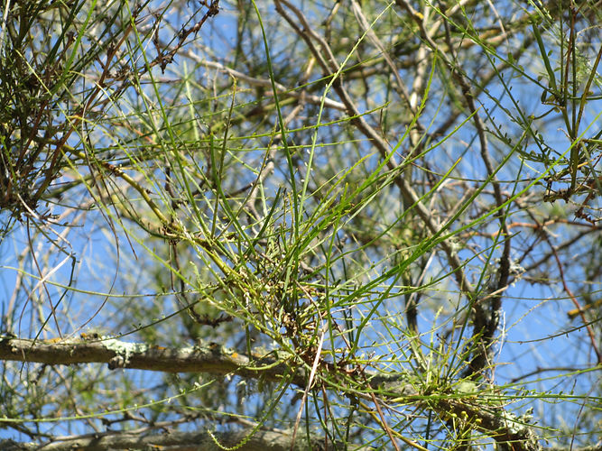 IMG_2203 (Populus tremuloides).jpg