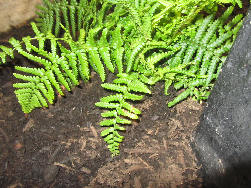 Dryopteris filix-mas