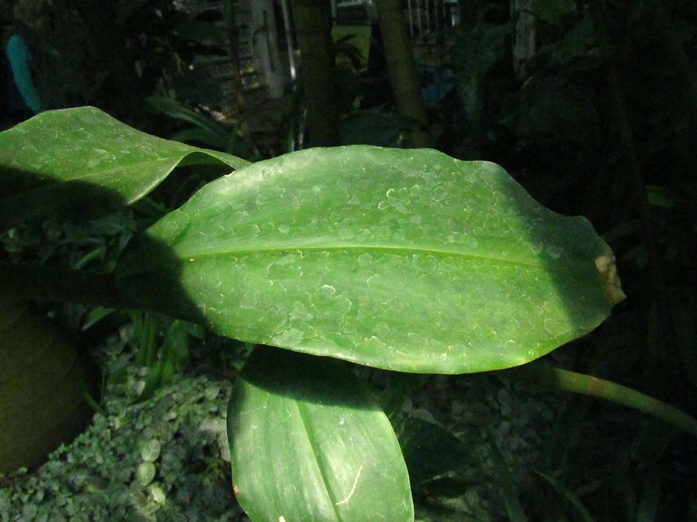 Costus pictus