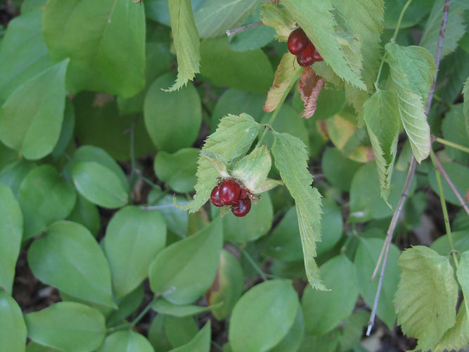 IMG_2203 (Populus tremuloides).jpg